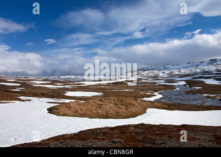 Polarfuchs (Vulpes Lagopus / Alopex Lagopus) Biotop für denning in der Tundra, Lappland, Schweden Stockfoto