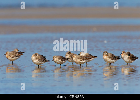 Roten Knoten (Calidris Canutus) Herde ruht auf Strand, Wattenmeer, Deutschland Stockfoto