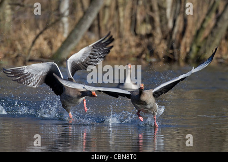 Graugans / Graylag Gans (Anser Anser) jagen Konkurrent vom See, Deutschland Stockfoto