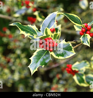 Rote Beeren und gelbe und grüne Blätter einer variegierten Stechpalme, Ilex aquifolium „Madame Briot“, England, Vereinigtes Königreich Stockfoto