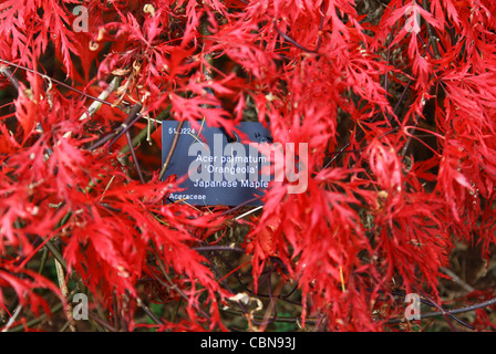 Die roten Blätter von einem japanischen Ahorn Baum Acer Palmatum 'Orangeola' im Westonbirt Arboretum, The National Arboretum Stockfoto