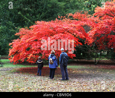 People looking at the National Japanese Maple collection at Westonbirt Arboretum The National Arboretum, Gloucestershire England Stockfoto