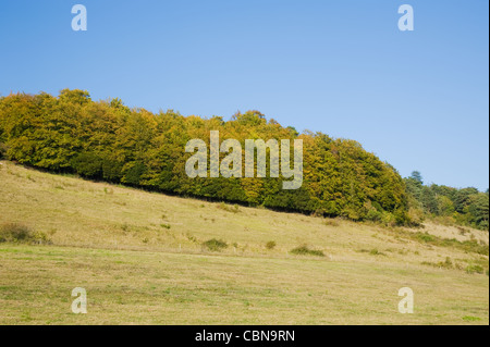 Ranmore gemeinsam mit Blick auf Dorking und Westcott in Surrey im Herbst Stockfoto