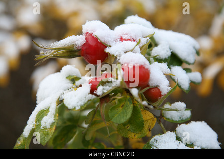 Hagebutte, Schnee Stockfoto