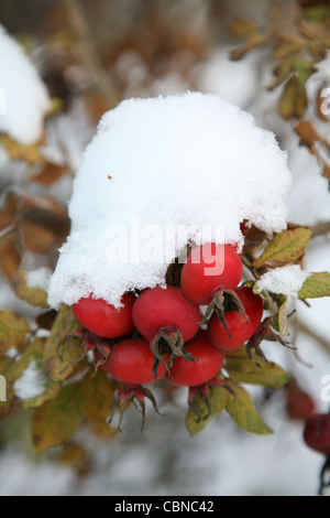 Hagebutte, Schnee Stockfoto