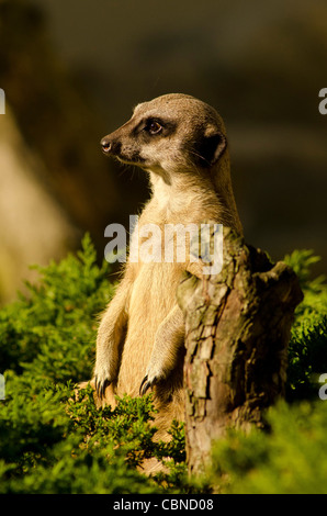 Erdmännchen/suricate Stockfoto