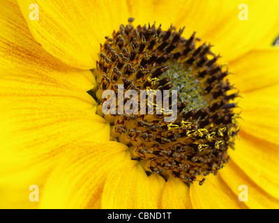 Nahaufnahme von einer Sonnenblume / Helianthus Annuus / Nahaufnahme Einer Spieleheustadl Stockfoto