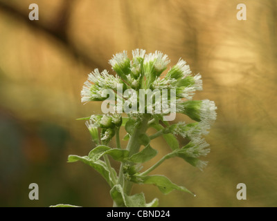 Weiße Pestwurz / Petasites Albus / Weiße Pestwurz Stockfoto