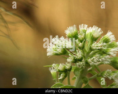 Weiße Pestwurz / Petasites Albus / Weiße Pestwurz Stockfoto