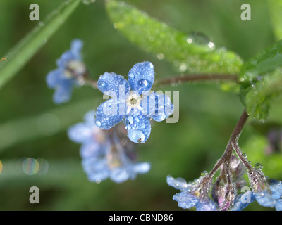 Vergissmeinnicht mit Tropfen / Myosotis / Vergissmeinnicht Mit Tropfen Stockfoto