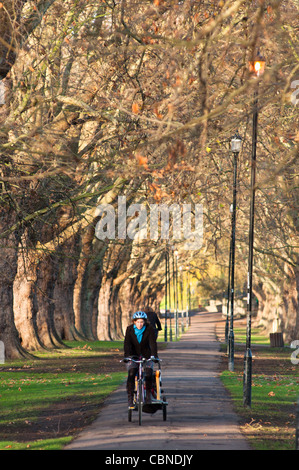 Jesus Green Cambridge, die schöne Allee von Bäumen im Winter. Stockfoto