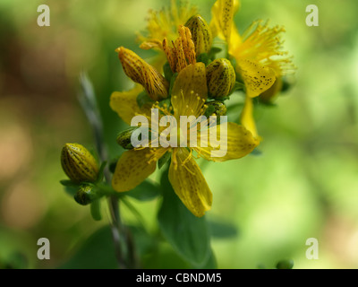 Gezähnten St. John ´s Johanniskraut / Hypericum Maculatum / Geflecktes Johanniskraut Stockfoto