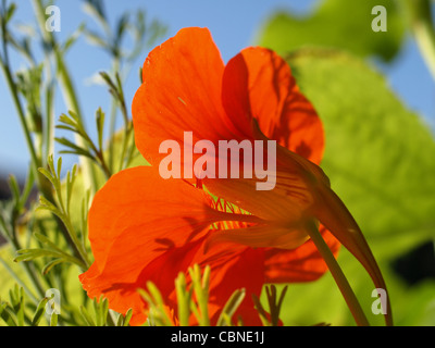 blühen Kapuzinerkresse / Tropaeolum unter blauem Himmel / Kapuzinerkresse Unter Blauem Himmel Stockfoto