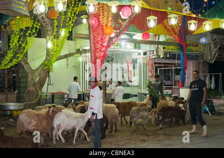 Schafe warten auf ihr Schicksal vor Eid el Adha, dem islamischen Opferfest, in Kairo Stockfoto