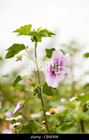 Lavatera Maritima, Baum Mallow Stockfoto