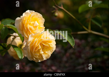 "Charlotte" (Auspoly), Rosa Rose Charlotte Stockfoto