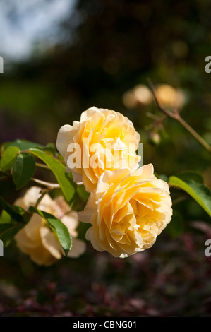 "Charlotte" (Auspoly), Rosa Rose Charlotte Stockfoto