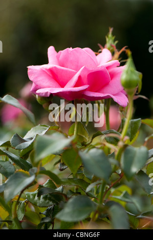 Rosa Jack Holz "Frydabble", Floribunda Rose Stockfoto