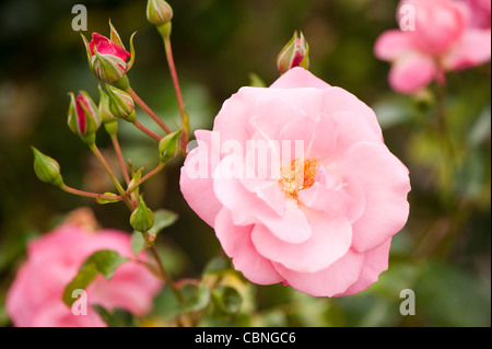 Rosa Anna Livia "Kormetter" Rose "Anna Livia" Stockfoto