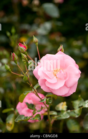 Rosa Anna Livia "Kormetter" Rose "Anna Livia" Stockfoto