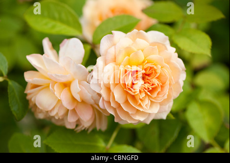 Rose Rosa 'Grace' Auskeppy ' Auskeppy Stockfoto