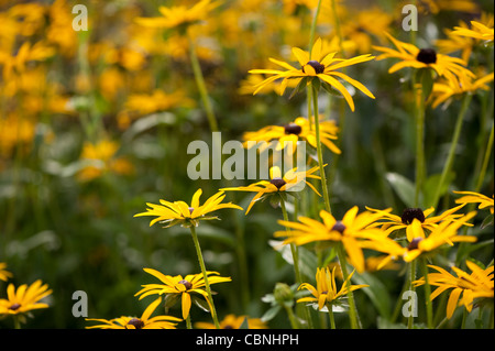 Sonnenhut, Rudbeckia Fulgida var "Deamii". Stockfoto