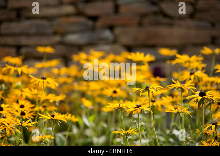 Sonnenhut, Rudbeckia Fulgida var "Deamii". Stockfoto