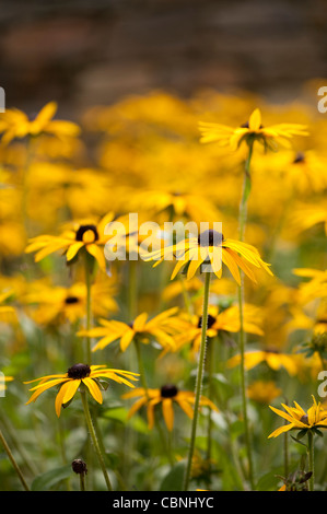 Sonnenhut, Rudbeckia Fulgida var "Deamii". Stockfoto