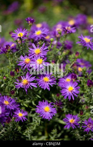 Aster Novi-Belgii, "Chequers" Michaeli Gänseblümchen Stockfoto