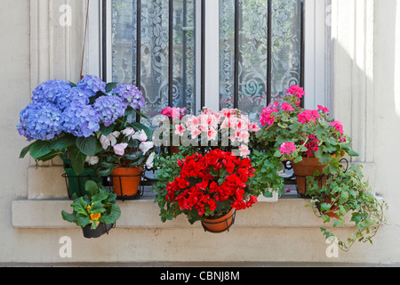 Blumen auf der Fensterbank in Paris, Frankreich. Topfpflanzen machen eine fröhliche Anzeige im Fenster einer Wohnung. Stockfoto