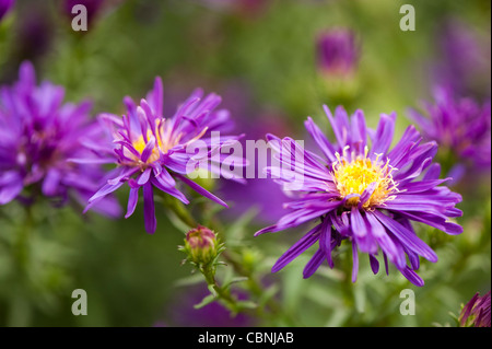 Aster Novi-Belgii, "Chequers" Michaeli Gänseblümchen Stockfoto