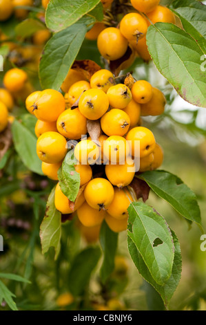 Malus X zumi "Golden Hornet" Crab Apple "Golden Hornet" Stockfoto