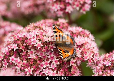 Kleine Tortoiseshell Schmetterling, Aglais urticae auf Hylotephium 'Matrona', auch Sedum tephium ‘Matrona’, Millennium Pflanze Stockfoto