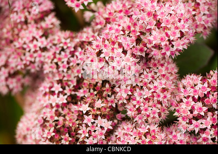 Hylotephium 'Matrona', auch Sedum tephium ‘Matrona’, Millennium-Pflanze Stockfoto