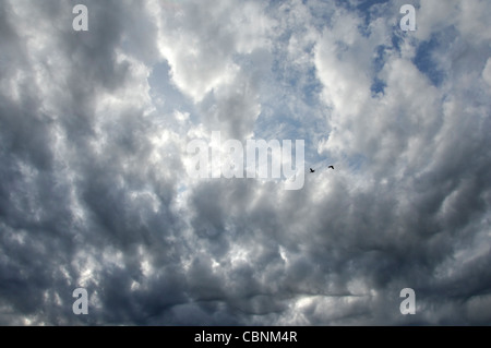 2 Vögel fliegen durch die Wolken bricht Stockfoto