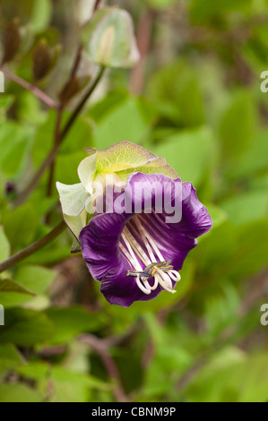 Cobaea Scandens AGM, Kathedrale-Glocken Stockfoto