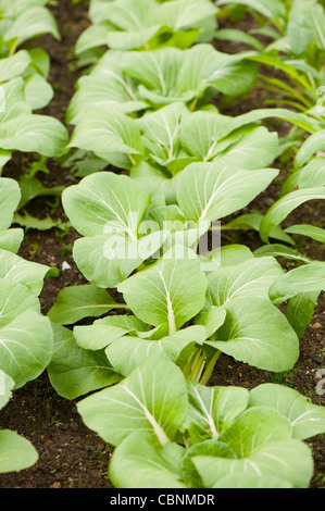 Pak Choi "Joy Choi', Brassica Rapa Ssp Chinensis"Joi Choi" Stockfoto