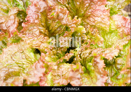 Salat, Lactuca Sativa "Red Sails" Stockfoto