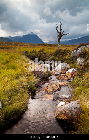 Bekannte Fotografen, steht dieser einsame tote Baum an einem Bach auf Rannoch Moor. Stockfoto