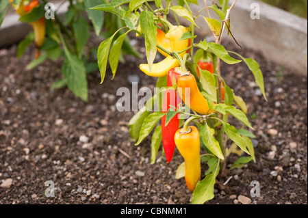 Chili Pepper 'Inferno' F1 Hybride, Capsicum annuum Stockfoto