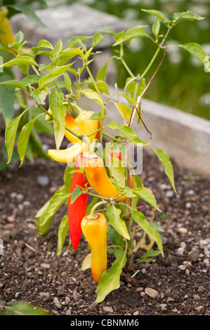 Chili Pepper 'Inferno' F1 Hybride, Capsicum annuum Stockfoto