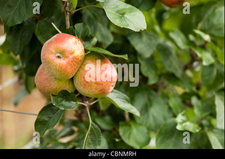 Apfel, Malus Domestica 'Kidds orangerot"wachsen auf einem schrägen cordon Stockfoto