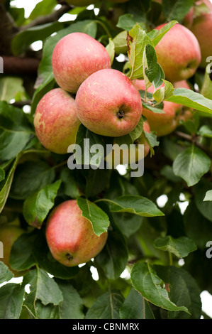 Apfel, Malus Domestica 'Kidds orangerot"wachsen auf einem schrägen cordon Stockfoto