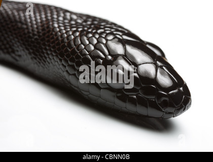 Juvenile schwarze Leitung python Stockfoto