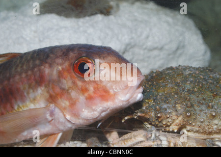 rote Meerbarbe Mullus surmuletus Stockfoto