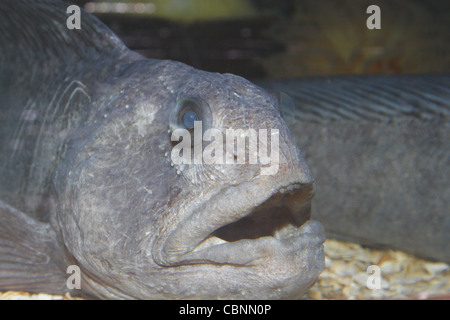 Blind Wolf Fische im Aquarium Anarhichas Lupus SEA LIFE Blackpool, Lancashire, Promenade, Blackpool FY1 5AA, England, UK Stockfoto