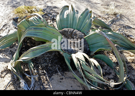 Welwitschia Mirabilis Werk in Namib-Naukluft-Nationalpark, Namibia Stockfoto