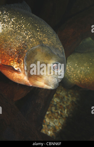 Rotbauch Piranhas Pygocentrus Nattereri SEA LIFE Blackpool, Lancashire, Promenade, Blackpool FY1 5AA, England, UK Stockfoto