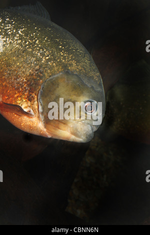 Rotbauch Piranhas Pygocentrus Nattereri SEA LIFE Blackpool, Lancashire, Promenade, Blackpool FY1 5AA, England, UK Stockfoto