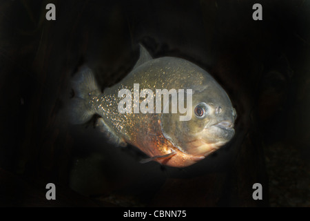 Rotbauch Piranhas Pygocentrus Nattereri SEA LIFE Blackpool, Lancashire, Promenade, Blackpool FY1 5AA, England, UK Stockfoto